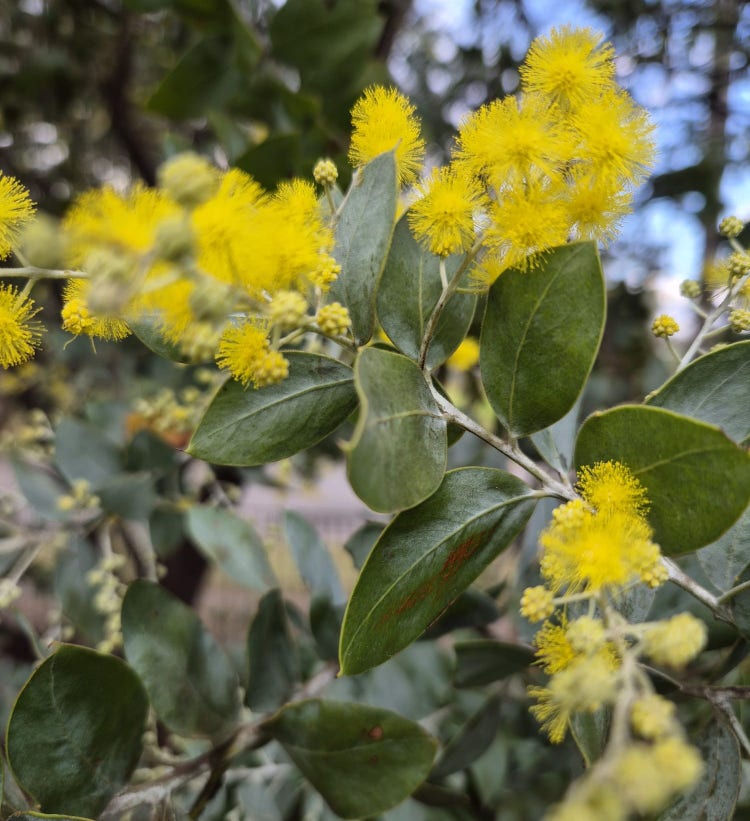 Bright yellow wattle in blossom
